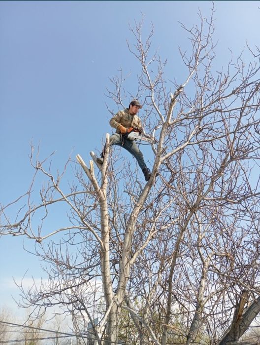 Спил деревьев агаш кесемиз