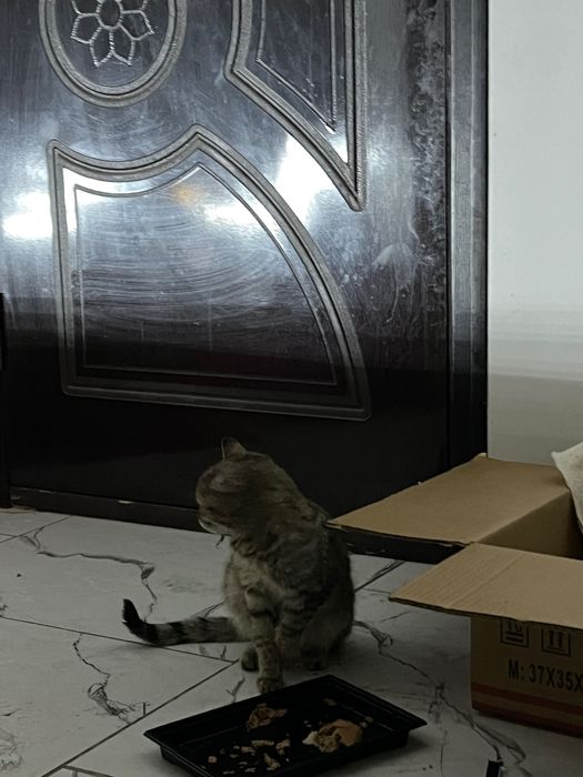 Отдам котят даром