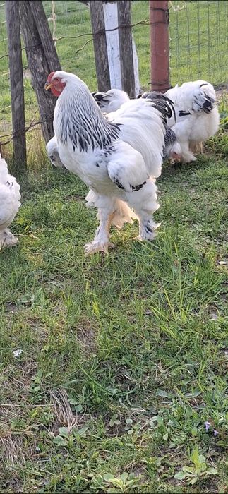 Ouă incubat brahma herminat deschis linie foarte bună!!!