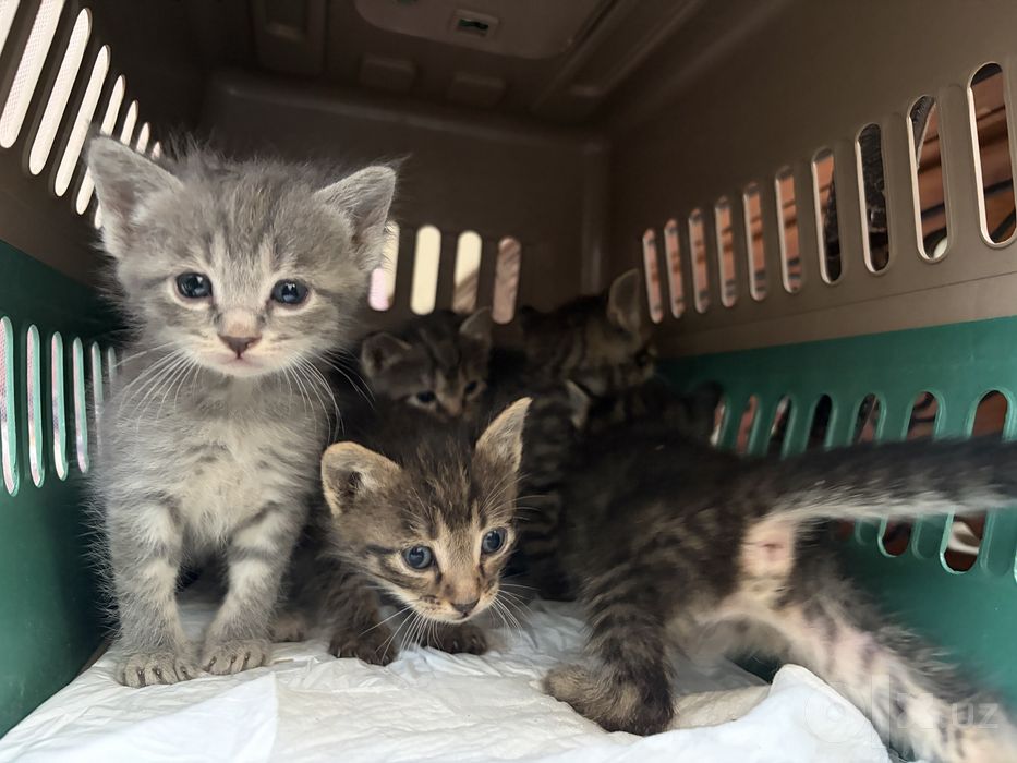 Котята, 1 месяц, домашние! В любящие руки.