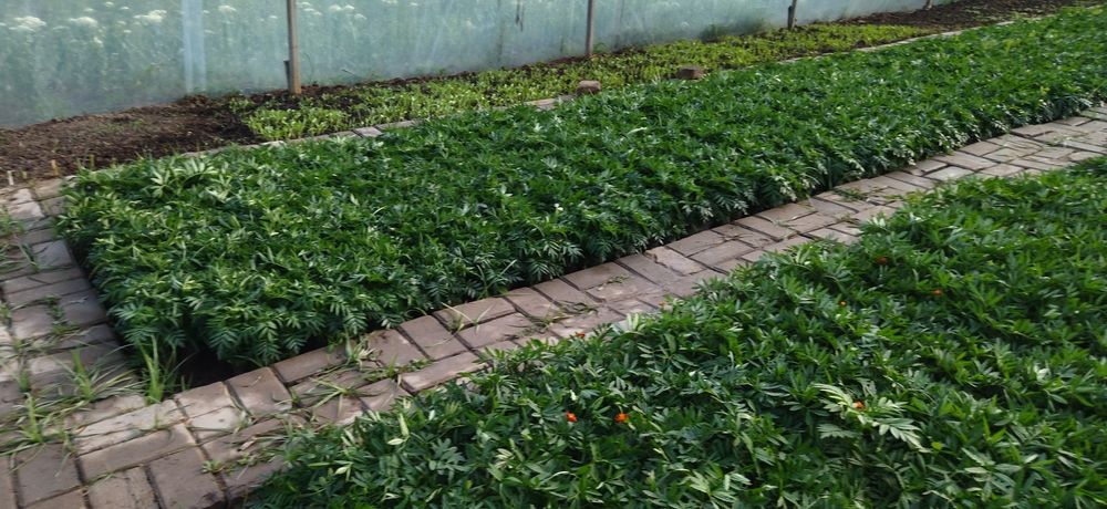 Павлония ва биогумус сотилади