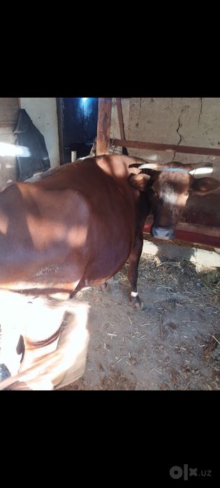 Sigir ksir 3 ni dugan tuyo suymoka zur vaj