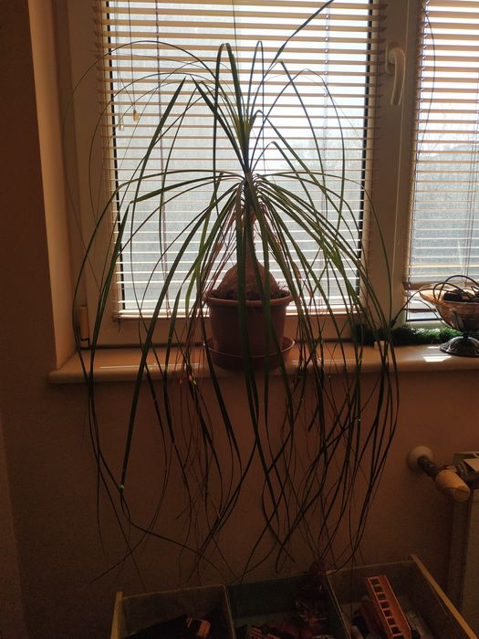 Продавам Нолина (слонски крак)