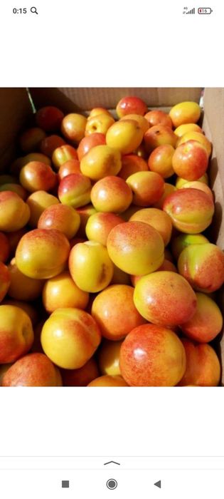 Мевали кучатлар Хар хил нави бор