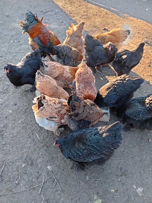 Продавам оплодени яйца от породата брама