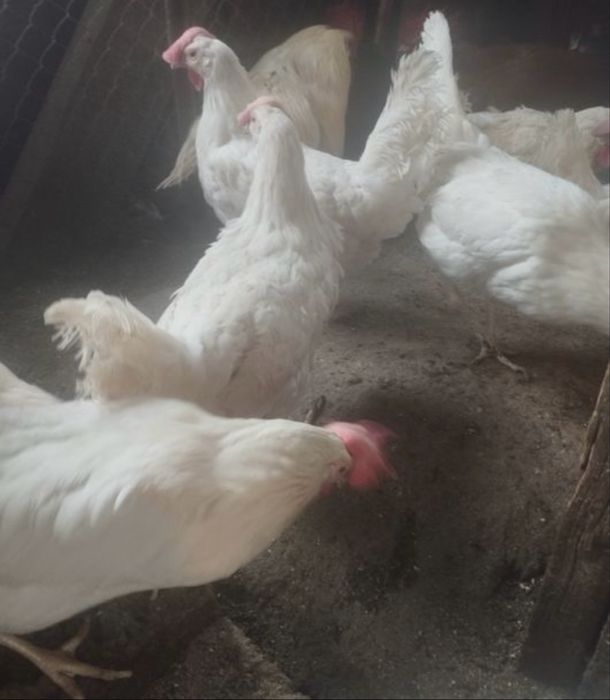 Продам кур несушек