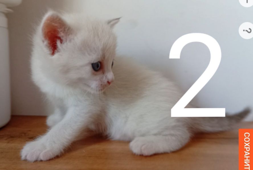 Продаются котята