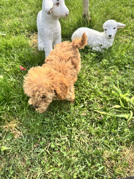 Пудел той и мини
