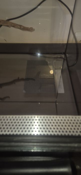 Оборудван терариум за влечуго