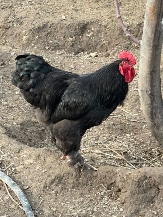 Продам Петух Брама...