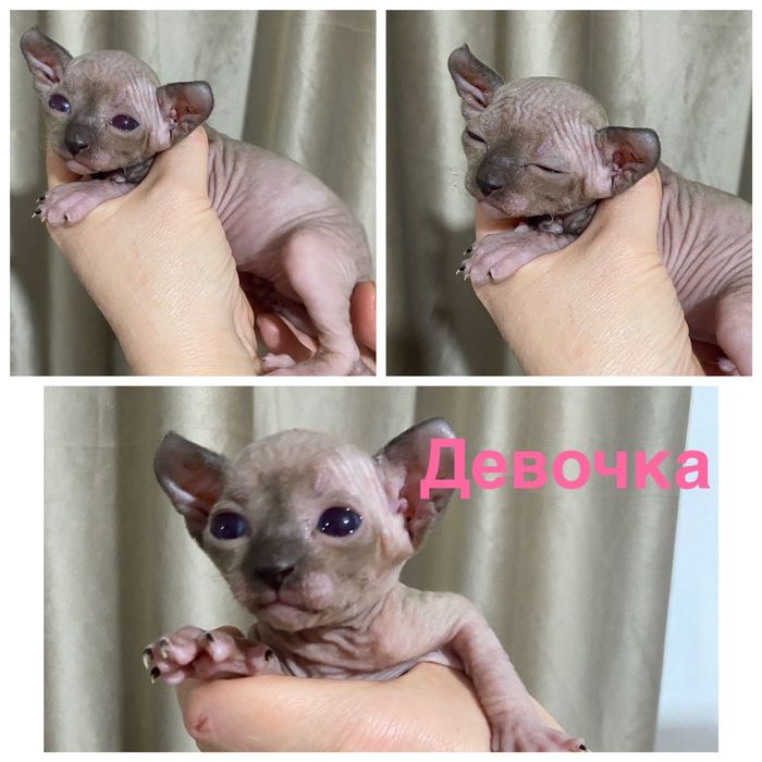 Бронь на Канадских сфинксов и эльфов