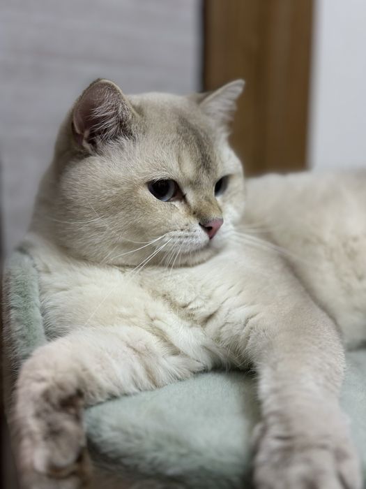 Британский шиншилла кот, здоровый и ухоженный