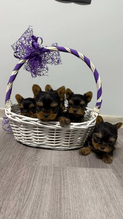 Йоркширски териер