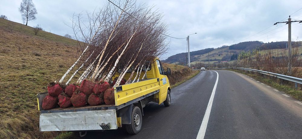 Amenajări și întreținerea spatiilor verzii.  Șanțuri fundați..etc
