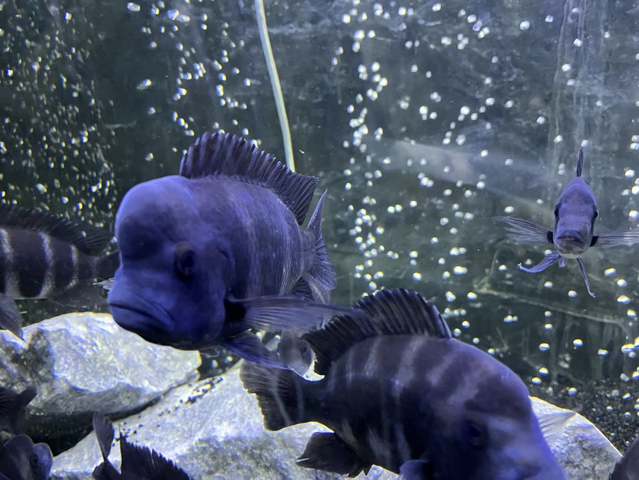 Фронтоза Бурунди