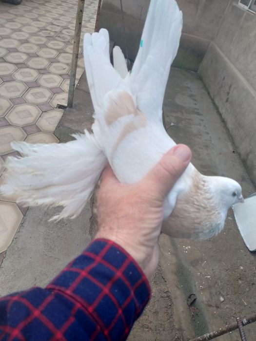 Пара тасманов на игру