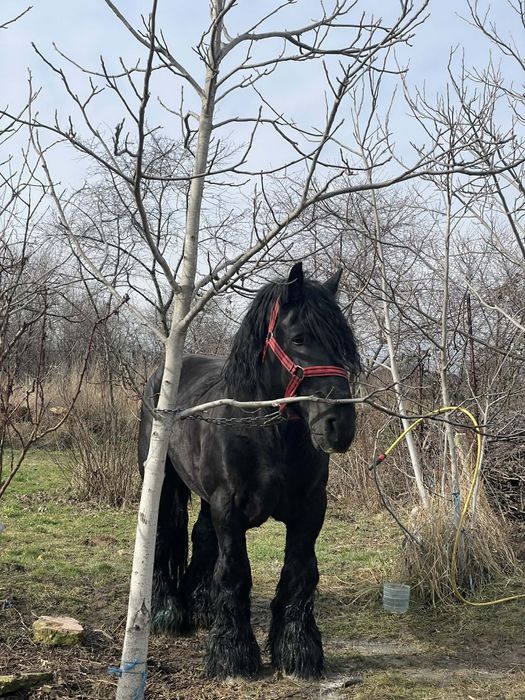 Vând sau schimb armăsar cu forme maxime și produși de top