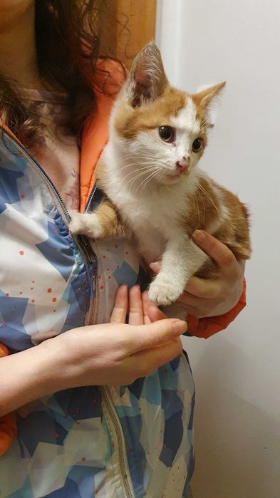 Намерено - Рижаво мъниче спешно търси дом