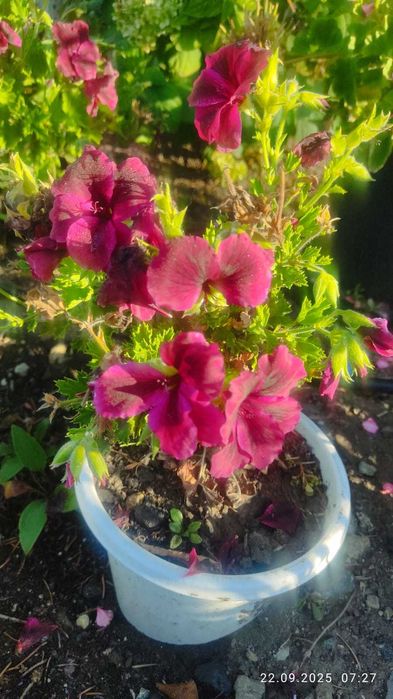 Продам королевскую герань