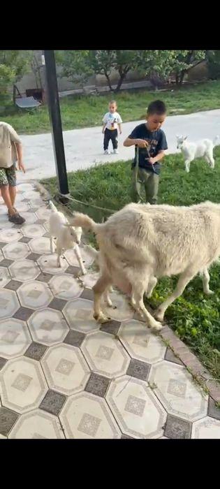 4 еу туған Ешкі  сатылады