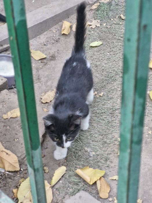 котят бесплатно в добрые руски