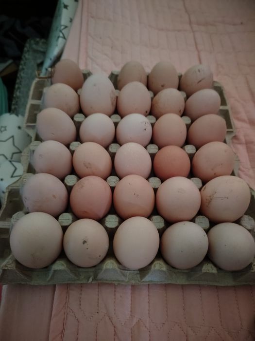 Oua de casa de vânzare