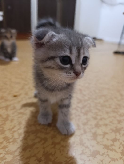 Продам котят Вислоухие
