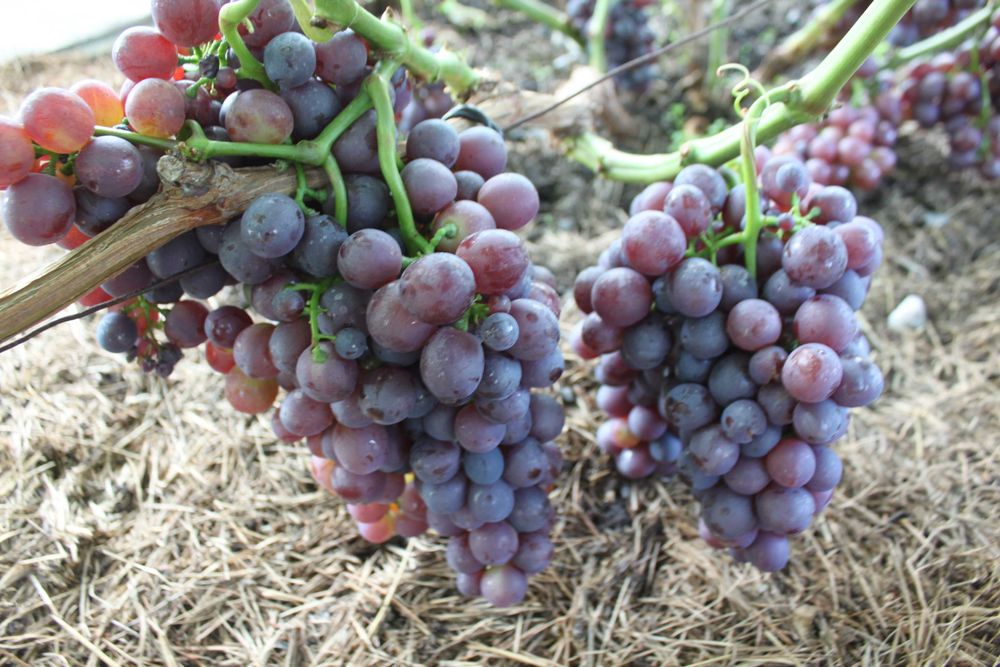 Саженцы винограда