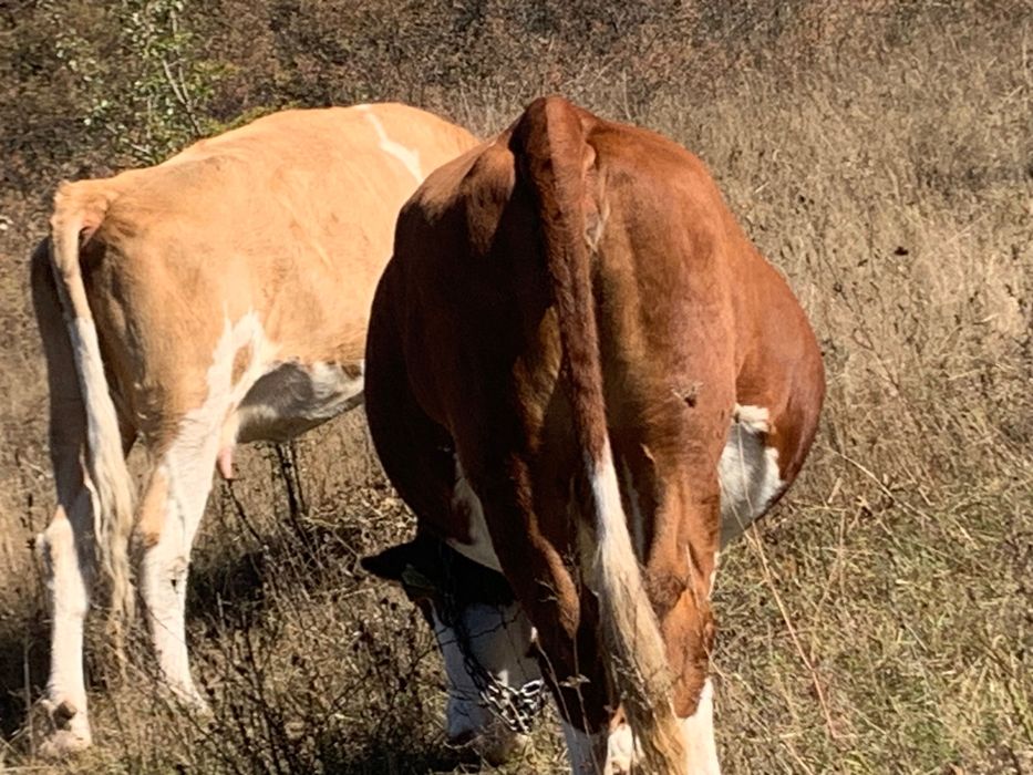 Vaca bălțată de vânzare