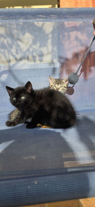 Adopție doi pisoiasi