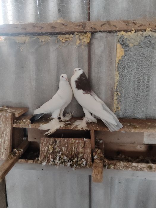 Tăpălăgoși Porumbei încălțați