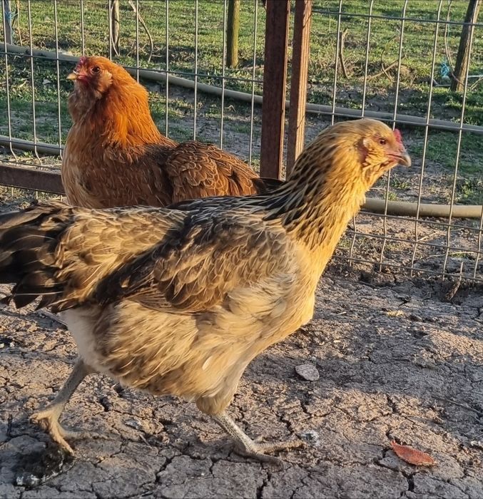 Vanf Coteț  , cocosi pitapinta, ,wyadotte,New hampshire  ameraucana,