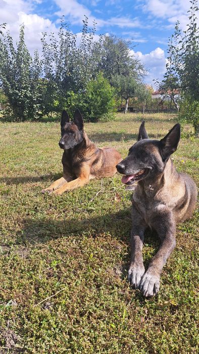 Кученце белгийска овчарка