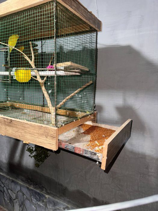 Попугаи один жёлтый самец один самка голубой