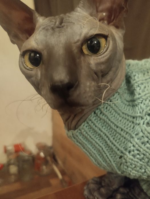 Канадский сфинкс для вязки