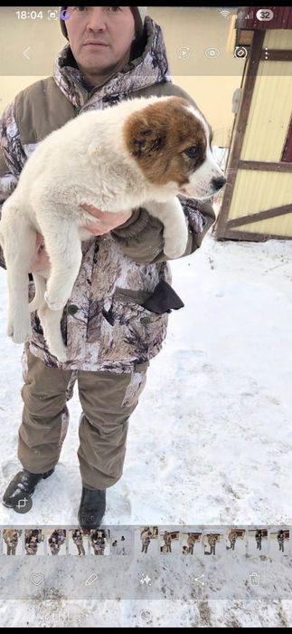 Щенки Алабая 5сук