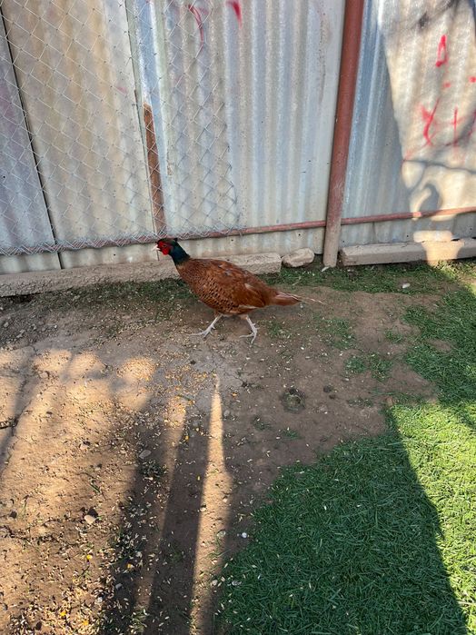 Vând fazani și ouă de fazani.