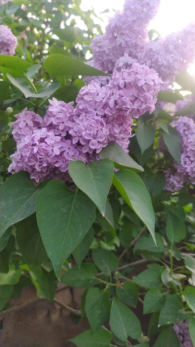 Продаються ветки Сирени