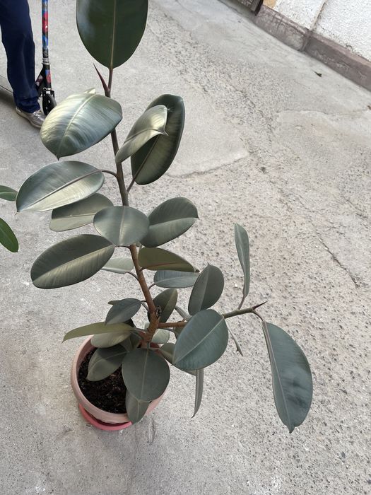 Фикус. Комнатное растение