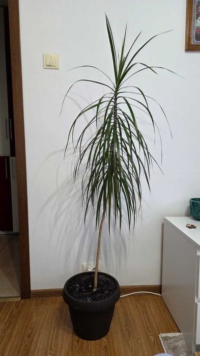 Dracaena marginata (arborele dragon) – plantă decorativă de interior