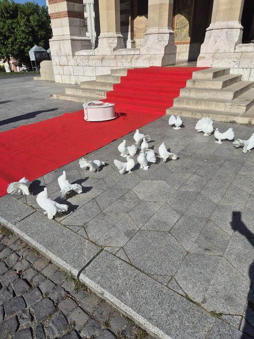 Porumbei evenimente / nunta / botez