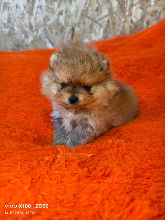 Очаровательные щенки шпица.