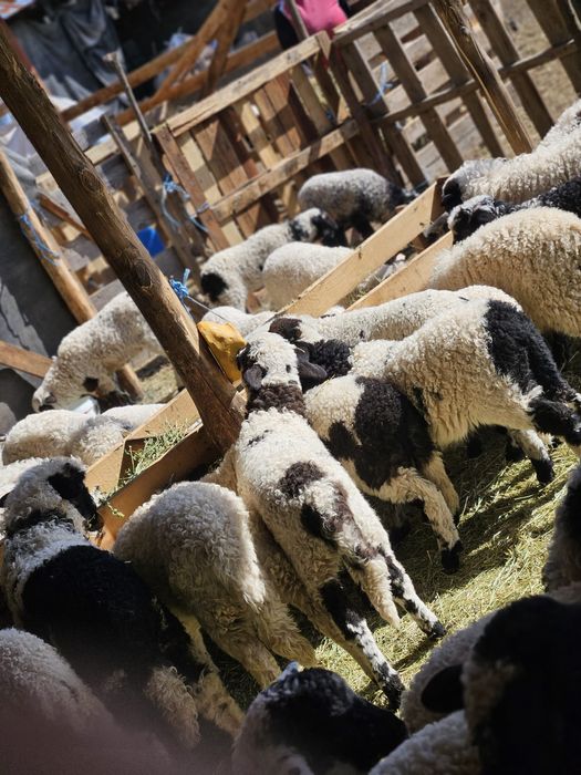 Miei de vanzare crescuti bio