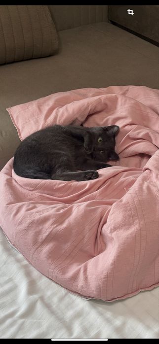 котенок в добрые руки