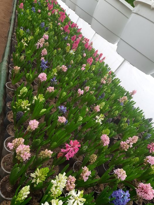 Vând zambile cyclamen primula