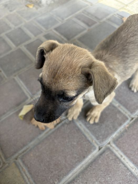 Собака 1,5 месяца