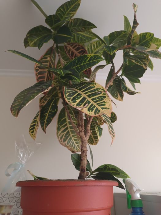 Цветы комнатные + много горшков