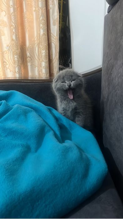 Шотландская Вислоуха