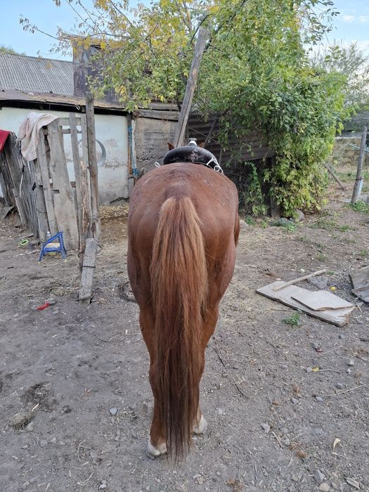 Продам пішпе ат сатылады