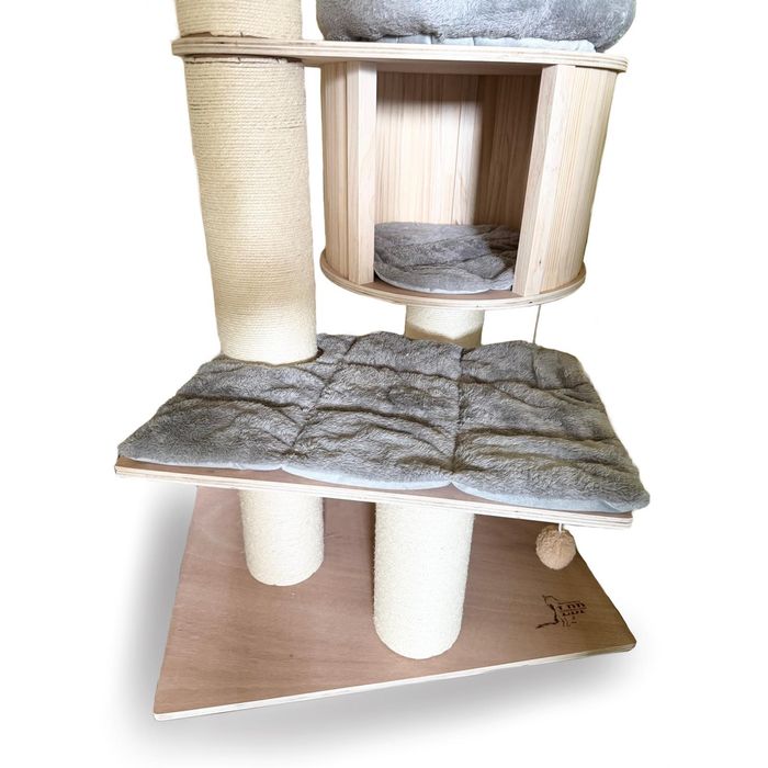 Голяма котешка катерушка - Мейн Куун